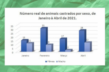 CASTRAÇÃO DE CÃES E GATOS SENDO REALIZADA NO CASTRAMÓVEL