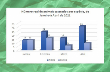 CASTRAÇÃO DE CÃES E GATOS SENDO REALIZADA NO CASTRAMÓVEL