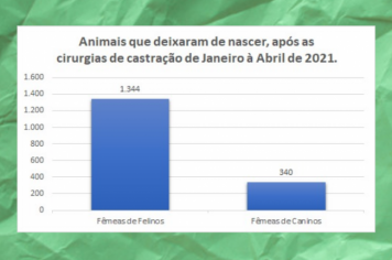 CASTRAÇÃO DE CÃES E GATOS SENDO REALIZADA NO CASTRAMÓVEL